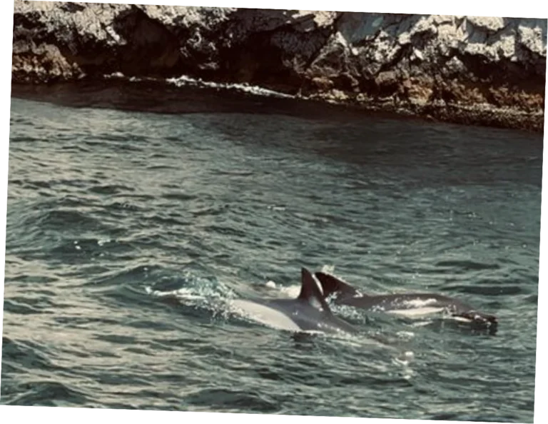 dolphins